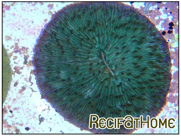 Fungia moluccensis couleur sp