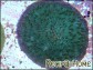 Fungia moluccensis couleur sp