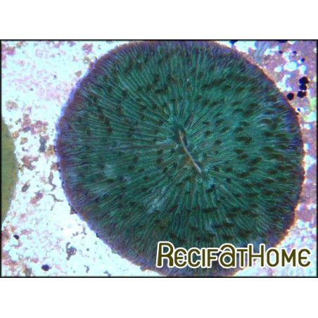 Fungia moluccensis couleur sp
