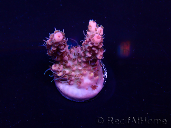 WYSIWYG Acropora 15L1 Maricoltura acclimatata a LED