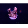 WYSIWYG Acropora 15L1 Mariculture acclimaté led