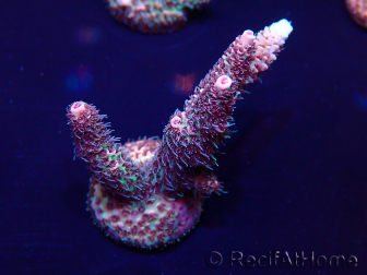 WYSIWYG Acropora 15P1 Maricultura aclimatada led
