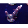 WYSIWYG Acropora 15P1 Mariculture acclimaté led