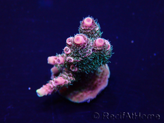 WYSIWYG Acropora 15P8 Mariculture Acclimated LED