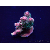 WYSIWYG Acropora 15P8 Mariculture Acclimated LED