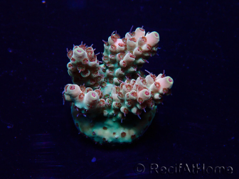 WYSIWYG Acropora Maricultuur geacclimatiseerd LED