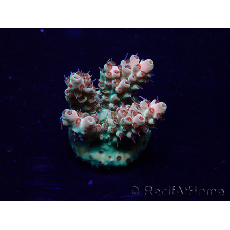 WYSIWYG Acropora Maricoltura acclimatata a LED