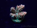 WYSIWYG Acropora Maricultura aclimatada LED