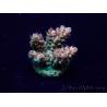 WYSIWYG Acropora Marikultur akklimatisiert LED