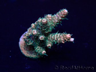 WYSIWYG Acropora 15R11 Mariculture acclimaté led