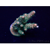WYSIWYG Acropora 15R11 Mariculture acclimaté led