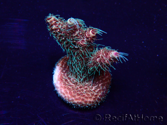 WYSIWYG Acropora Marikultur akklimatisiert LED