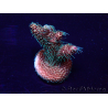 WYSIWYG Acropora Marikultur akklimatisiert LED
