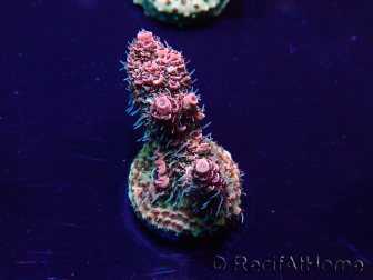 WYSIWYG Acropora Marikultur akklimatisiert LED