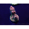WYSIWYG Acropora Marikultur akklimatisiert LED