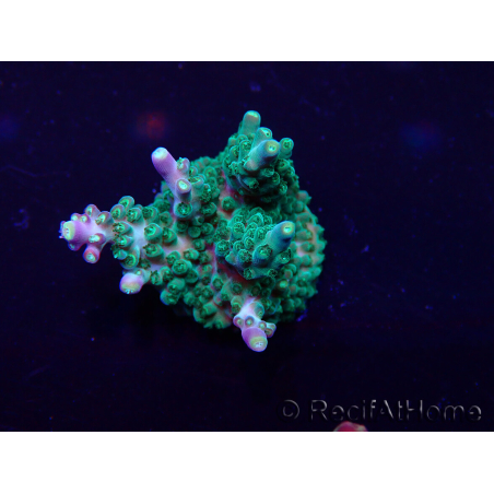 WYSIWYG Acropora Maricultura aclimatada LED
