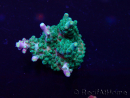 WYSIWYG Acropora Maricultuur geacclimatiseerd LED