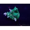 WYSIWYG Acropora 15S6 Mariculture acclimaté led