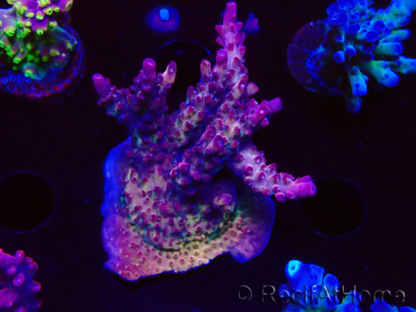 WYSIWYG LR Acropora Gold Dust