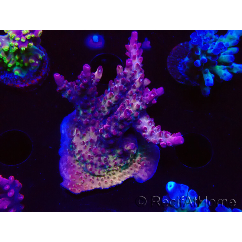 WYSIWYG LR Acropora Gold Dust 5D8