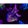 WYSIWYG LR Acropora Gold Dust 5D8