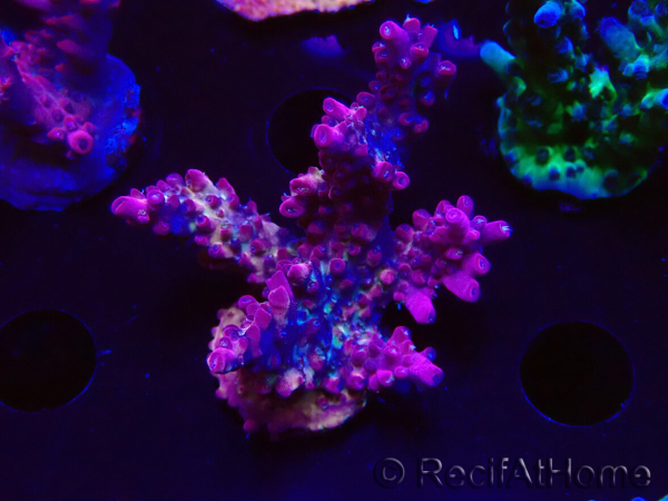 WYSIWYG LR Acropora Gold Dust