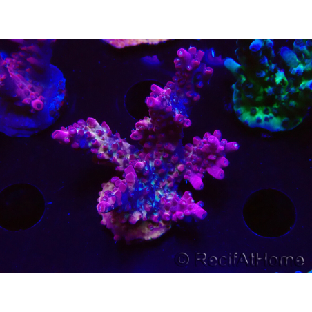 WYSIWYG LR Acropora Gold Dust