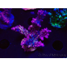 WYSIWYG LR Acropora Gold Dust