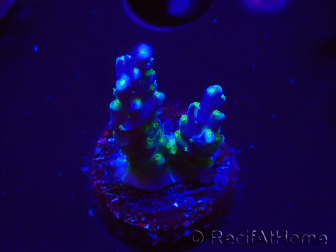 WYSIWYG RAH Acropora Blue Lagoon 5E2