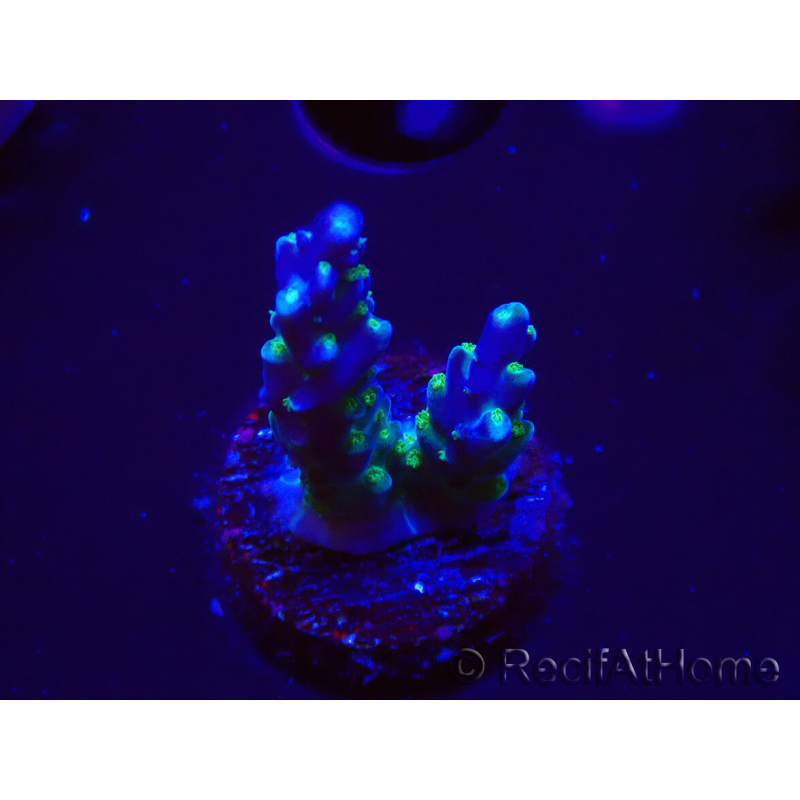 WYSIWYG RAH Acropora Blue Lagoon 5E2