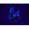 WYSIWYG RAH Acropora Blue Lagoon 5E2