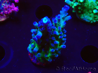 WYSIWYG - RAH Acropora tortuosa 5F3