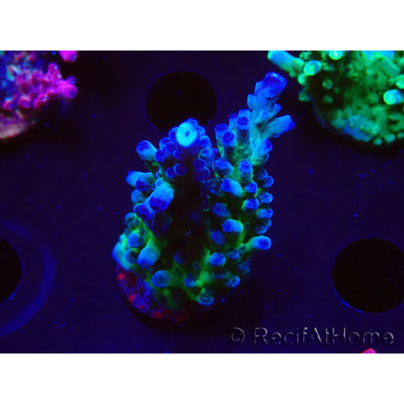 WYSIWYG - RAH Acropora tortuosa 5F3