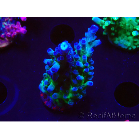 WYSIWYG - RAH Acropora tortuosa 5F3