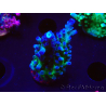 WYSIWYG - RAH Acropora tortuosa 5F3
