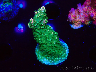 WYSIWYG RAH Acropora abrotanoides Pink Tips 5