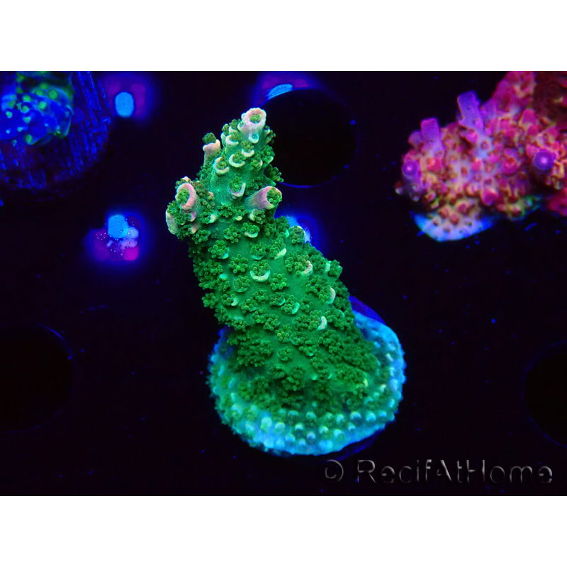 WYSIWYG RAH Acropora abrotanoides Pink Tips 5