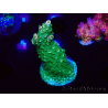 WYSIWYG RAH Acropora abrotanoides Pink Tips 5