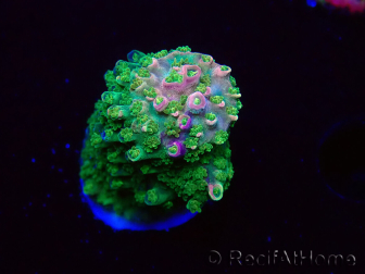WYSIWYG RAH Acropora abrotanoides Pink Tips 5