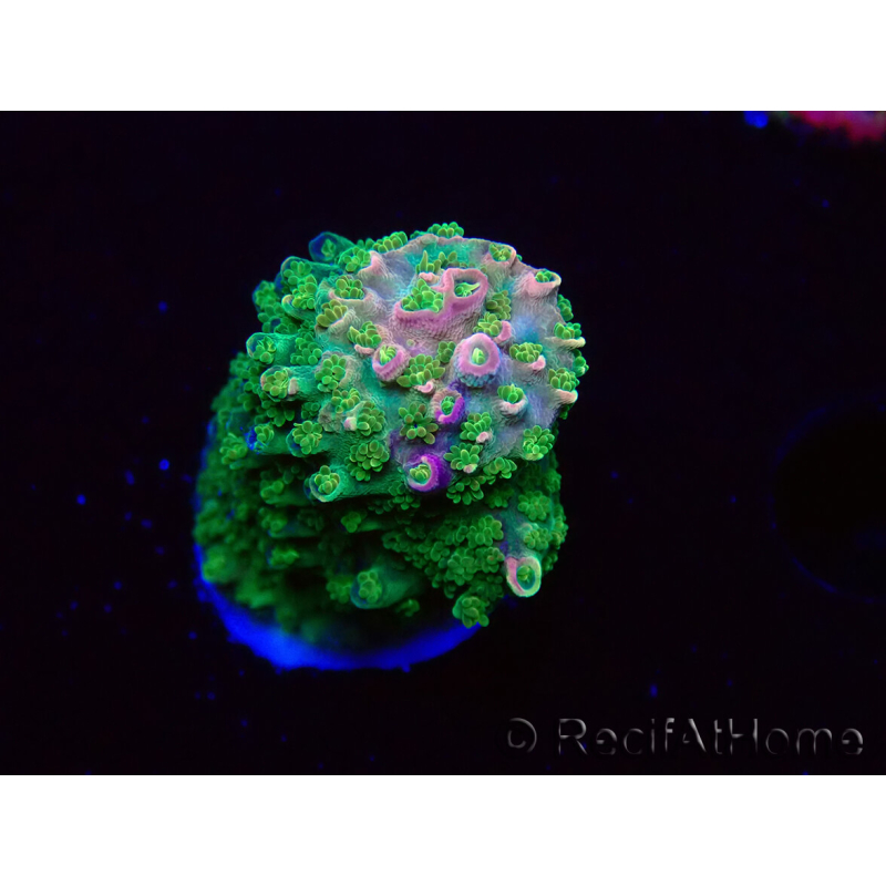 WYSIWYG RAH Acropora abrotanoides Pink Tips 5