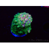WYSIWYG RAH Acropora abrotanoides Pink Tips 5