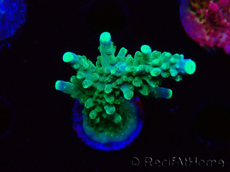 WYSIWYG RAH Acropora Joker 5N4