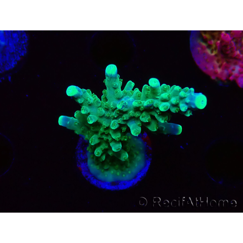 WYSIWYG RAH Acropora Joker 5H6