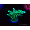 WYSIWYG RAH Acropora Joker 5H6