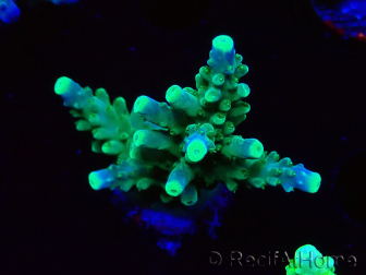 WYSIWYG RAH Acropora Joker 5N3