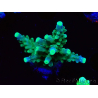 WYSIWYG RAH Acropora Joker 5H8