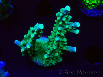 WYSIWYG RAH Acropora Joker 5H9
