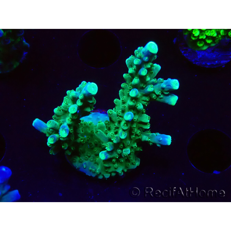 WYSIWYG RAH Acropora Joker 5N4