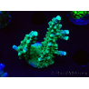 WYSIWYG RAH Acropora Joker 5H9
