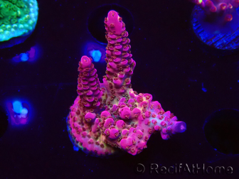 WYSIWYG - Acropora PC Rainbow 5I7